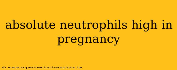 absolute neutrophils high in pregnancy