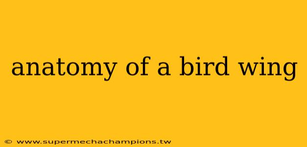 anatomy of a bird wing