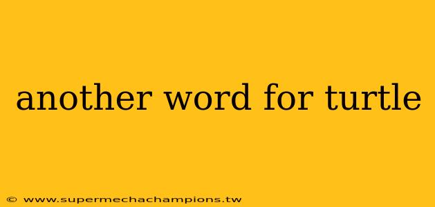 another word for turtle