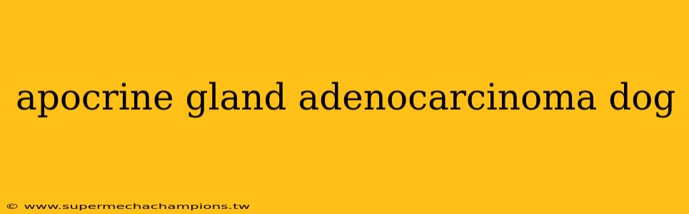 apocrine gland adenocarcinoma dog