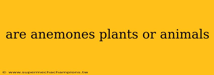 are anemones plants or animals