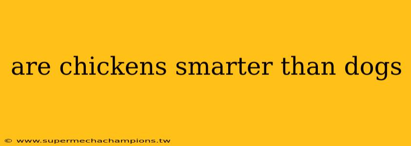 are chickens smarter than dogs