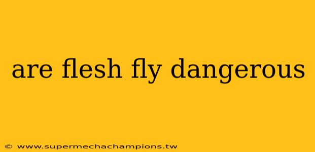 are flesh fly dangerous