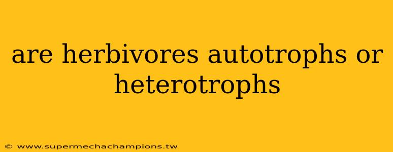 are herbivores autotrophs or heterotrophs
