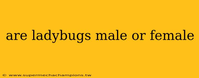 are ladybugs male or female