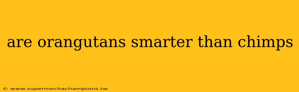 are orangutans smarter than chimps
