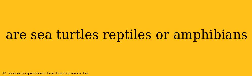 are sea turtles reptiles or amphibians