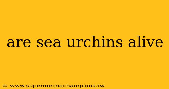 are sea urchins alive