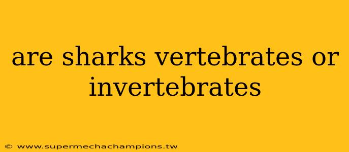 are sharks vertebrates or invertebrates