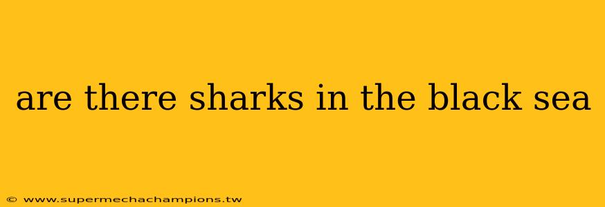 are there sharks in the black sea