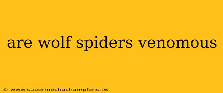 are wolf spiders venomous