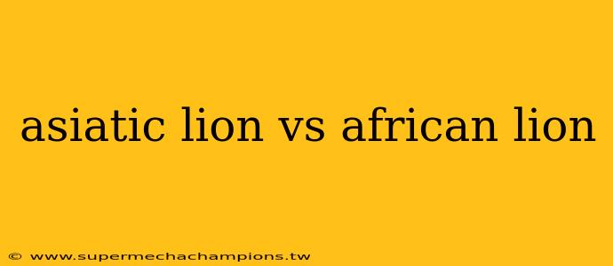 asiatic lion vs african lion