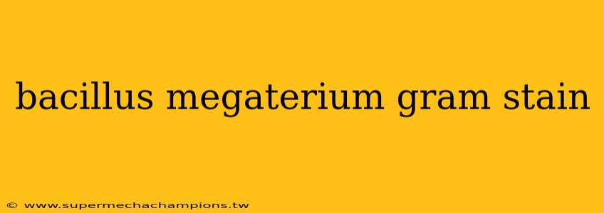 bacillus megaterium gram stain