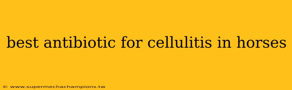 best antibiotic for cellulitis in horses