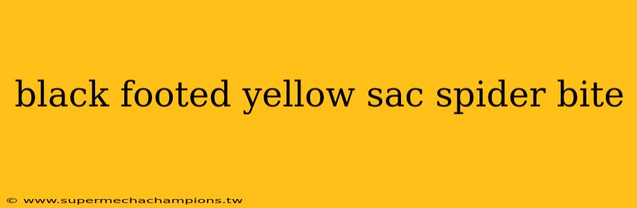 black footed yellow sac spider bite