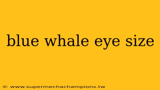 blue whale eye size