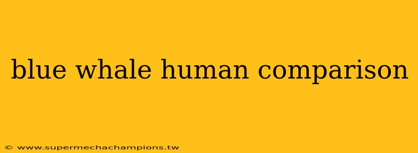 blue whale human comparison