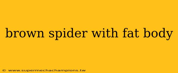 brown spider with fat body