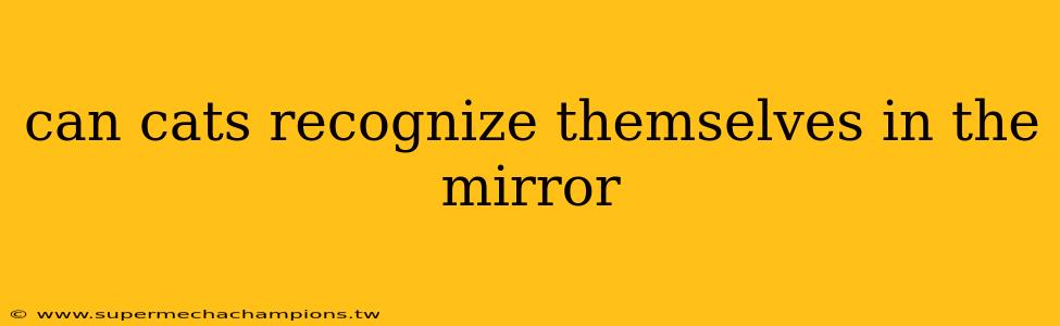 can cats recognize themselves in the mirror