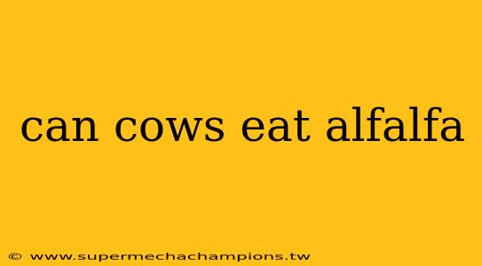 can cows eat alfalfa