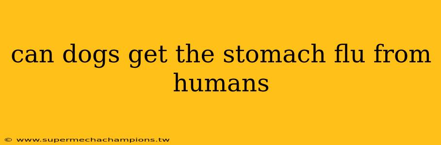 can dogs get the stomach flu from humans