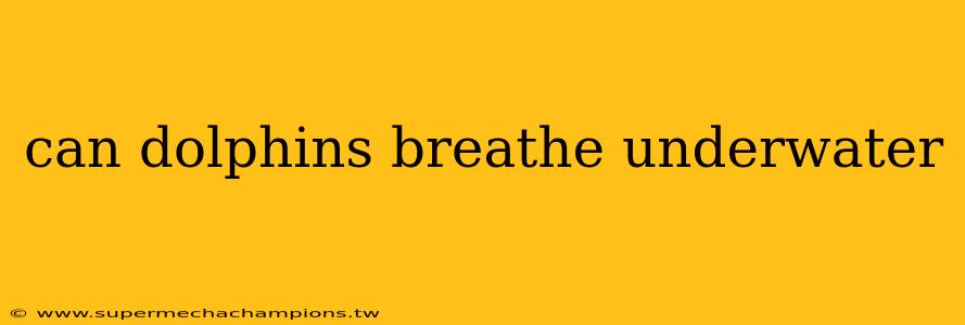 can dolphins breathe underwater