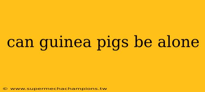 can guinea pigs be alone