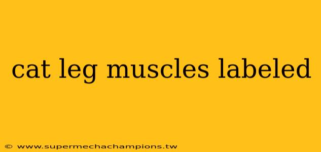 cat leg muscles labeled