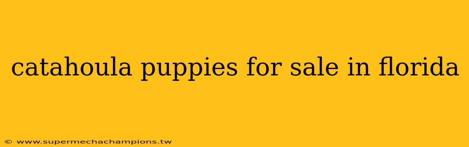 catahoula puppies for sale in florida