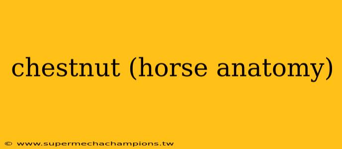 chestnut (horse anatomy)