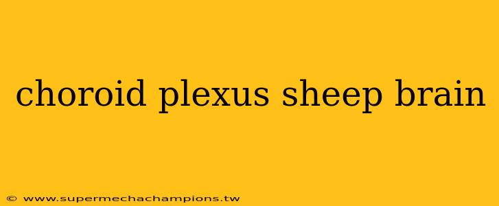 choroid plexus sheep brain