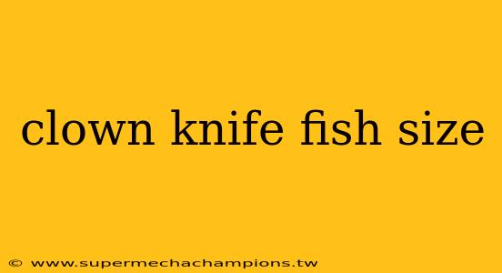 clown knife fish size