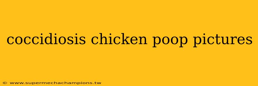 coccidiosis chicken poop pictures