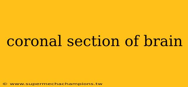 coronal section of brain