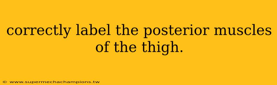 correctly label the posterior muscles of the thigh.