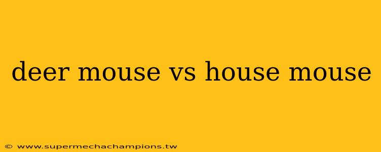 deer mouse vs house mouse