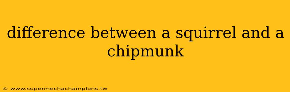 difference between a squirrel and a chipmunk