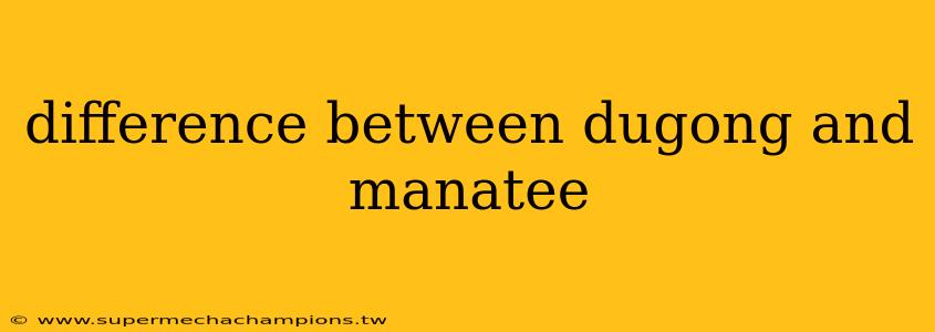 difference between dugong and manatee