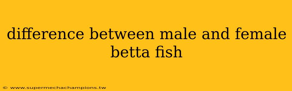 difference between male and female betta fish