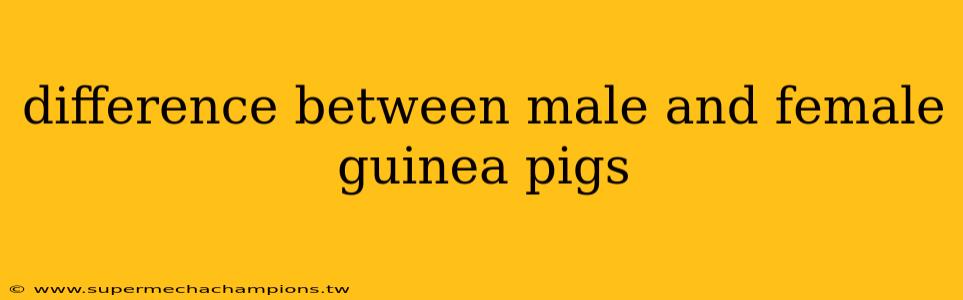 difference between male and female guinea pigs