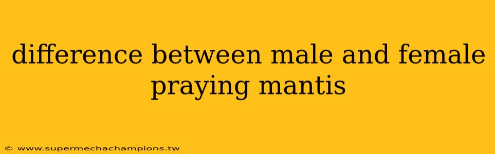difference between male and female praying mantis