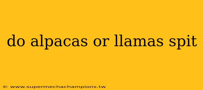 do alpacas or llamas spit