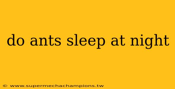 do ants sleep at night