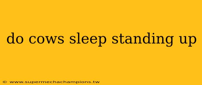 do cows sleep standing up