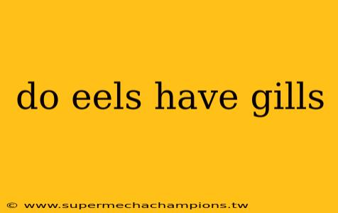 do eels have gills