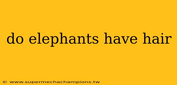 do elephants have hair