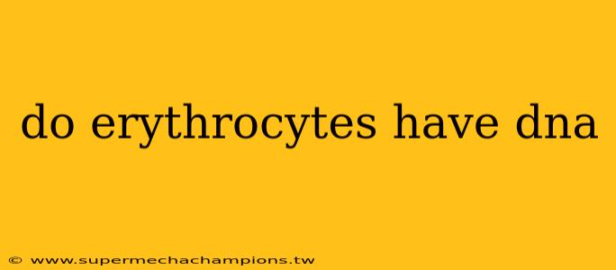 do erythrocytes have dna