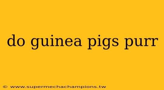 do guinea pigs purr