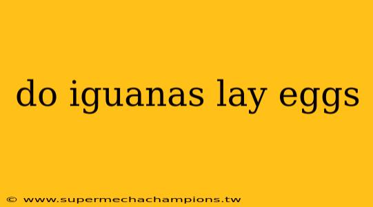 do iguanas lay eggs