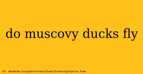 do muscovy ducks fly